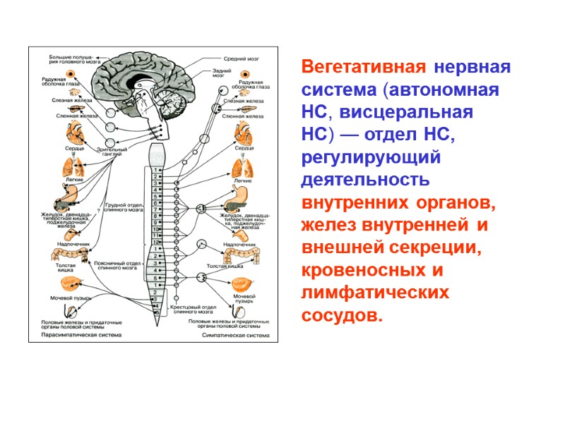 Вегетативная нервная система (автономная НС, висцеральная НС) — отдел НС, регулирующий деятельность внутренних органов, Вегетативная нервная система (автономная НС, висцеральная НС) — отдел НС, регулирующий деятельность внутренних органов,